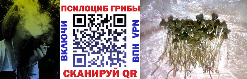 Псилоцибиновые грибы Psilocybine cubensis  продажа наркотиков  Кочубеевское 
